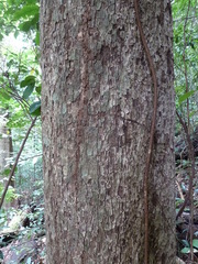 Coula edulis