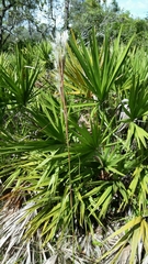 Andropogon floridanus