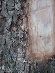 Coula edulis