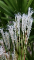 Andropogon floridanus