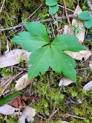 Anemonastrum deltoideum
