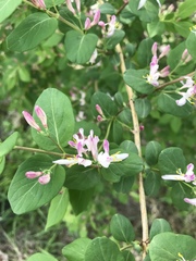 Lonicera