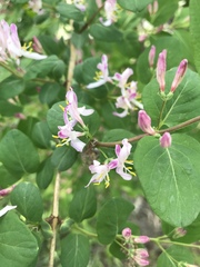 Lonicera