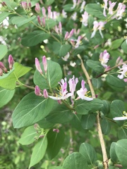 Lonicera