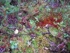 Splachnum luteum