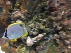 Chaetodon