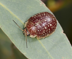 Paropsis tasmanica