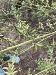 Indigofera lindheimeriana