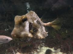 Ostraciidae
