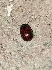 Chrysolina diluta