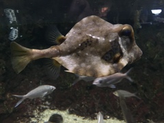 Ostraciidae