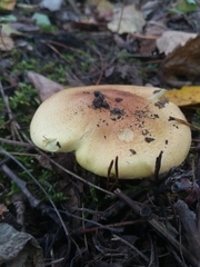 Tricholoma equestre
