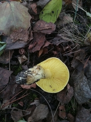 Tricholoma equestre