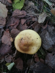 Tricholoma equestre
