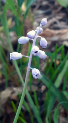 Muscari parviflorum