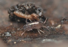 Talitroides topitotum