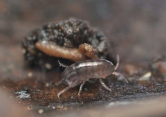 Talitroides topitotum