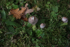 Inocybe lilacina