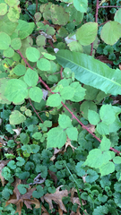 Rubus phoenicolasius