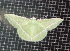 Dichorda consequaria