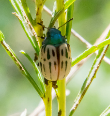 Leptinotarsa lineolata