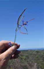 Heliophila adpressa