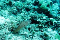 Gymnothorax nudivomer