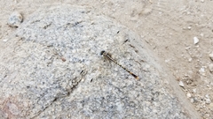 Erpetogomphus