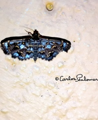 Eurrhyparodes splendens