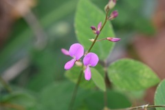 Desmodium pringlei