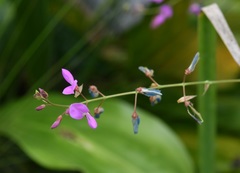 Desmodium pringlei