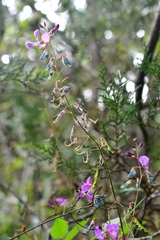 Desmodium pringlei