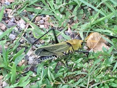 Taeniopoda picticornis