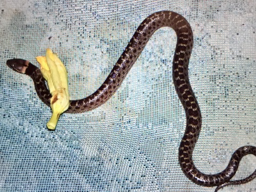 Photo of a Night Snake (Hypsiglena torquata)