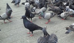 Columba livia domestica