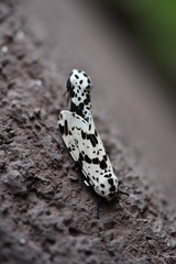 Hypercompe permaculata