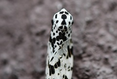 Hypercompe permaculata