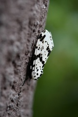 Hypercompe permaculata