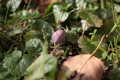 Inocybe lilacina