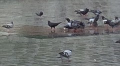 Columba livia domestica