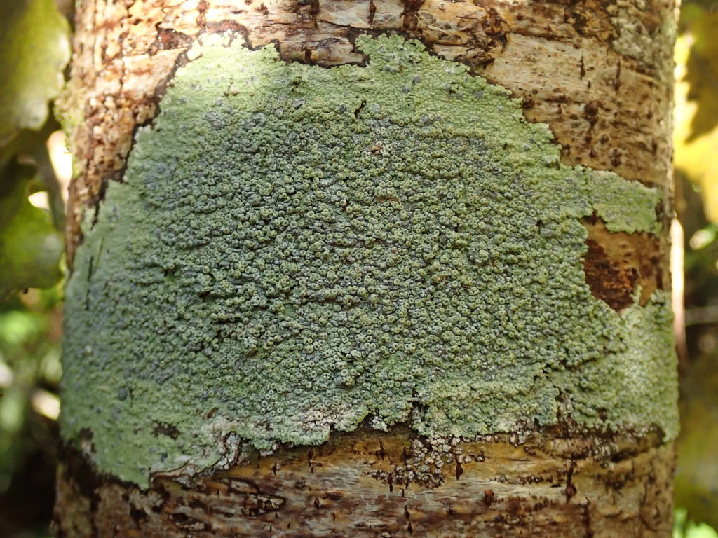 Coccotremataceae