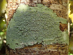 Coccotrema cucurbitula