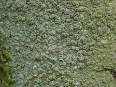 Coccotrema cucurbitula