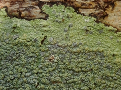 Coccotrema cucurbitula