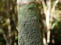 Coccotrema cucurbitula