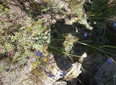 Heliophila macowaniana