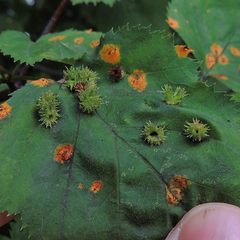Dasineura crataegibedeguar