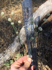 Eriogonum nudum nudum