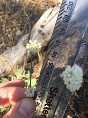 Eriogonum nudum nudum