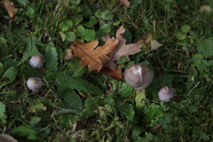 Inocybe lilacina
